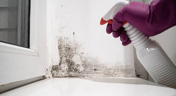 Reliable Edcouch, TX Water damage restoration Solutions